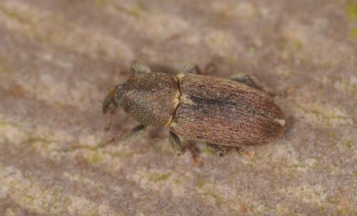 Tychius cuprifer